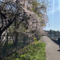 沖舘川沿いの春景色！