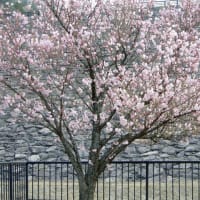 鳥取桜めぐり2025