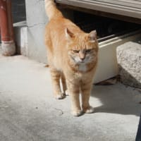 春の庭1