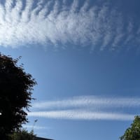 夏椿と