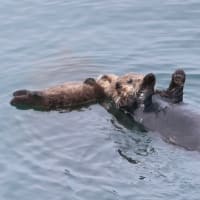 微笑ましい子育て