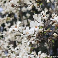 「辛夷/こぶし×6枚。」