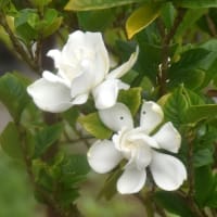 秘密の花園の花たち