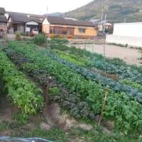 ２０２２年11月8日白菜、大根、レタス、ほうれん草が食べられる
