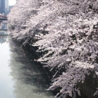 華やかな春の喜びに水を差す目黒川