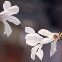 水仙と辛夷の花