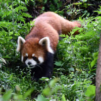 レッサーパンダさんが立ち上がった？