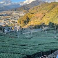 景観の良い茶畑でした！