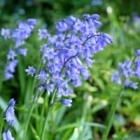 夏の花達１）