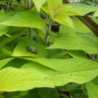 ユリの季節は雨