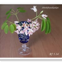 ＊郁子の花はフエルトのような質感＊ブルーの切子のグラスに入れてみました♪