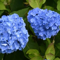 下仁田あじさい園・小野池あじさい公園等