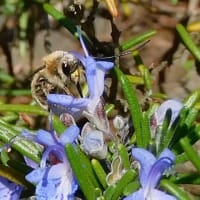 ローズマリーの花に口吻を伸ばすヒゲナガハナバチの仲間