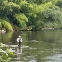 広瀬川鮎釣り解禁