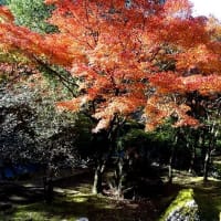 たつの市・東山公園の紅葉が見ごろに　2019.11.16