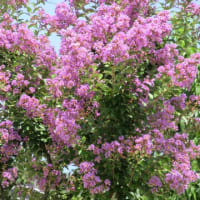 茄子漬漬けてみた