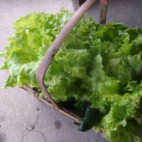 変わりなき畑仕事を