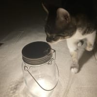 本日の猫たち#233
