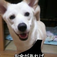 スマホアプリ、腹探りカメラその2