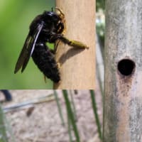 タイワンタケクマバチ：全身が黒っぽい