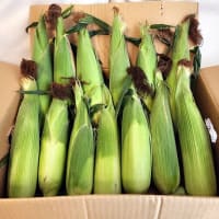 今年は早くも千葉の専業農家から送って頂いた「とうもろこし」のおすそ分けをおいしく頂いた。