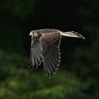 飛び出しの夏へ、チョウゲンボウの世界へ