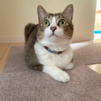 そして、安楽死