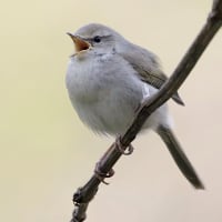 ウグイス