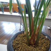 佐賀寒蘭会新芽鑑賞会（普通芽）