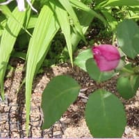 2025ー07ー12(^_-)-☆初夏の我が家の花壇～🌹バラの花達のミュージックMovie②！