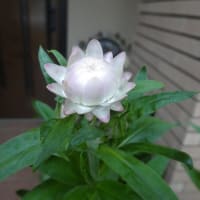 ドライフラワーで有名な花（２０２５年６月１２日撮影）