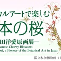科博での「日本の桜－太田洋愛原画展」開催を喜ぶ