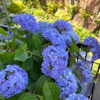 庭の紫陽花たち