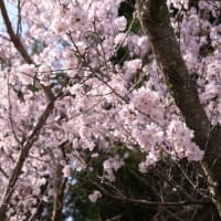 高遠小彼岸桜満開