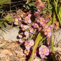 花壇の小菊に郷愁を感じるこの頃です