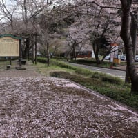 寺尾ヶ原千本桜公園　２