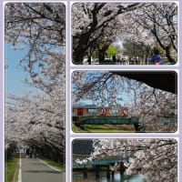 夢前川の桜