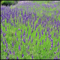 「信州国際音楽村公園」の ラベンダ－畑