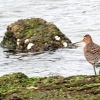 06/30探鳥記録写真：２０２５年５月に出会った鳥たち②