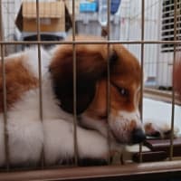 初めての動物病院