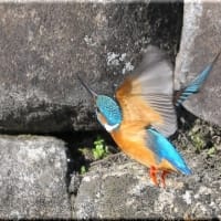 於大公園 ： 野鳥 ・ 翡翠 ・ カワセミ・・・フリー素材ブログ　カワセミ