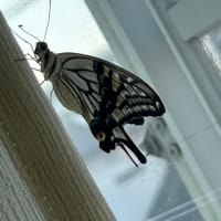 芋活終了