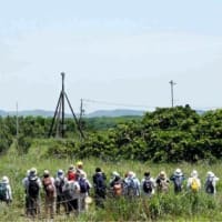 2025年6月24日(火)さっぽろ自然散歩 「石狩浜」