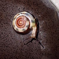 今日のかたつむり