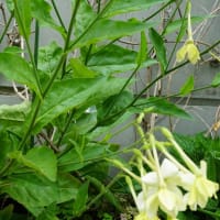 春～秋の花：宿根煙草