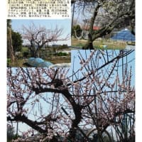 花巡り「梅－377」　幸手市中川崎付近①②③④
