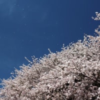 日立の桜満開、散り始め