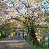 終了間際の桜と芝桜のコラボ