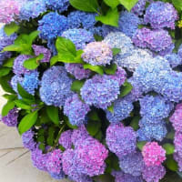 紫陽花 写ン歩♪