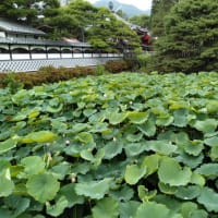 教育と遠方とワタシ